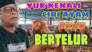 HOW TO KNOW THE CHARACTERISTICS OF A CHICKEN THAT WILL LAY EGGS