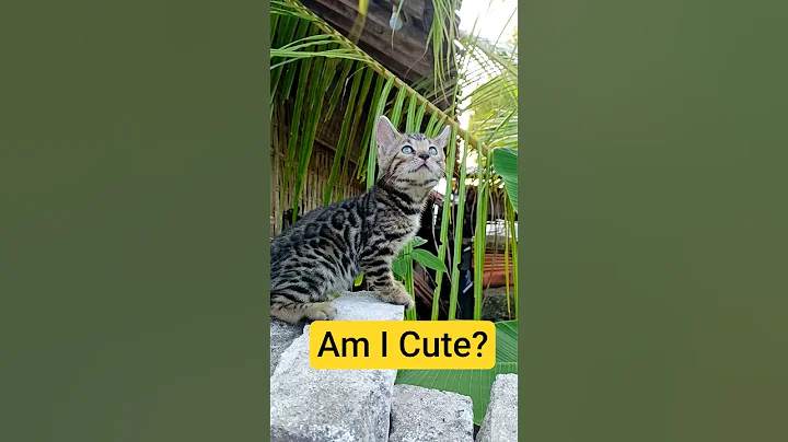 Video 10689871: cute bengal kitten, bengalcat usa, cat love