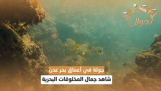 جولة في أعماق بحر عدن .. شاهد جمال المخلوقات البحرية
