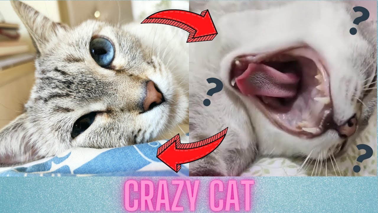 pic Funny Hungry Cat Memes youtube