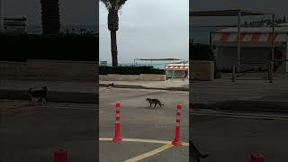 Feeding the Cyprus Cats