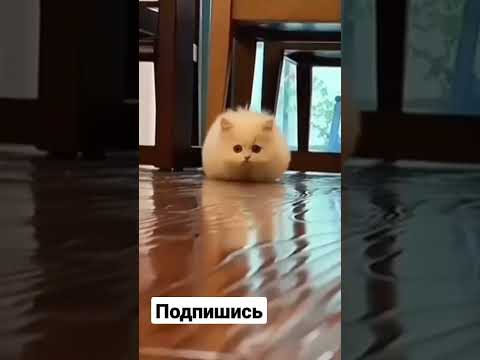 КОШКА БЕЖИТ - YouTube