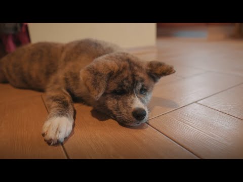 Video: Akita Suņu šķirnes Hipoalerģisks, Veselības Un Dzīves Ilgums