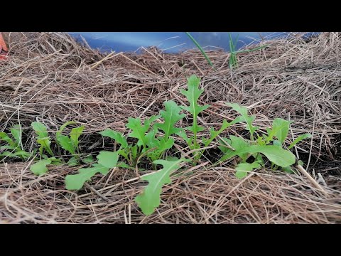 Video: Labvēlīga Dārzkopības Kultūra