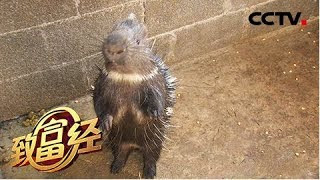 《致富经》 20180508 纳西族硕士女孩养豪猪 一年巧卖500万元 | CCTV农业