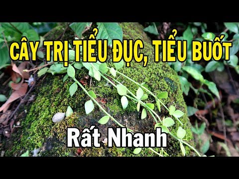 Video Cây tai chuột trị tiểu đục, tiểu buốt rất nhanh - youtube