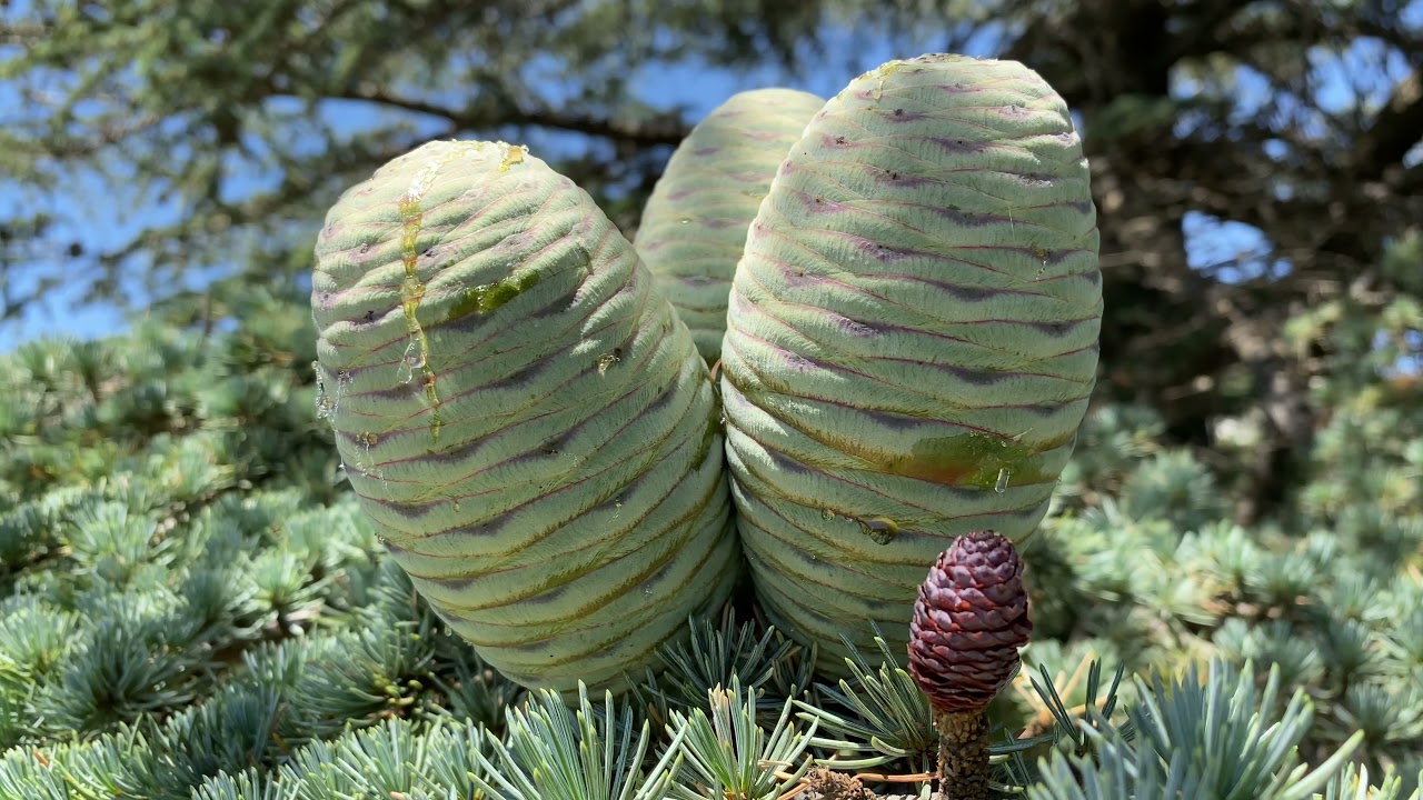 Kaş Patara' nın Çalınan Kumundan Asas'ın Unutulanı ve Gizlenmiş Kral Mezarı ile KAYBEDENLER Kulübü