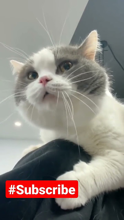 KUCING NGOMEL LUCU - ANGRY CAT