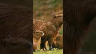 Capybaras Vs Dogs
