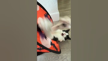 Toby brings the chaos 😂 #shorts #cat