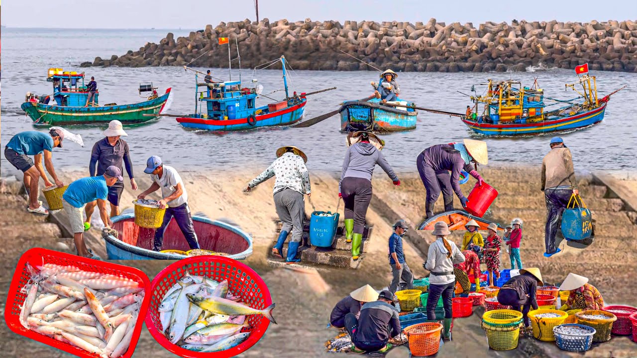 Mùa Mực Nháy Mành Chụp Cá Lưới Cửa Bình Châu | Hải Sản Siêu Rẻ Chợ Bình Châu