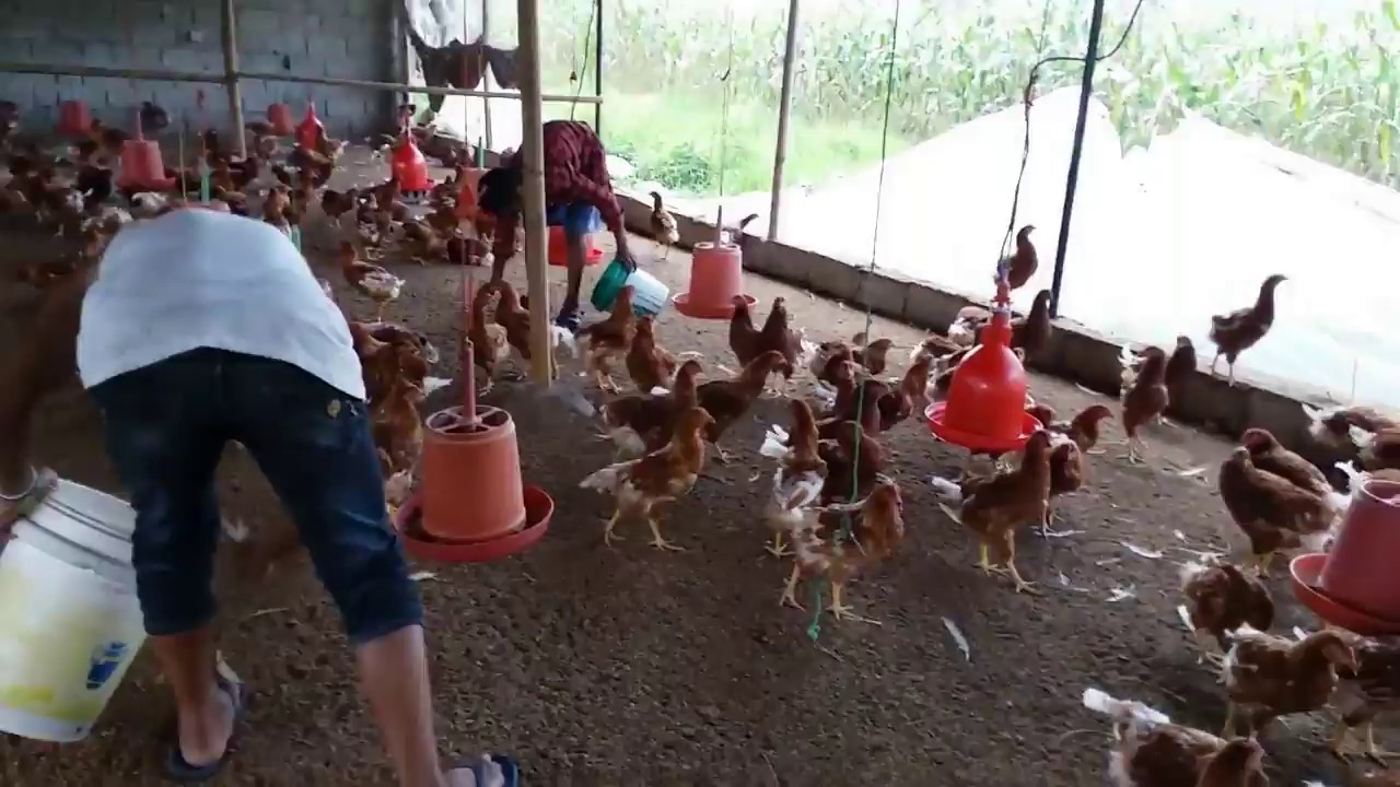 Newly poultry farm in nepal and how to keep layers hen farm clean YouTube