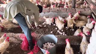 Harvesting Chicken Egg Collecting Daily Routine | Chicken Farming | Part 95