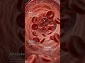 🚨BLOOD VESSELS AND CIRCULATION.. #medical #anatomy #education #viral #shorts #subscribemychannel #📚🩺