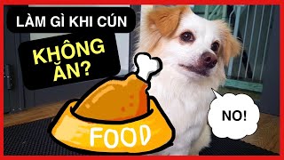 Tại sao chó kén ăn, biếng ăn, bỏ ăn và cách xủ lý | Huấn luyện cơ bản Bossdog