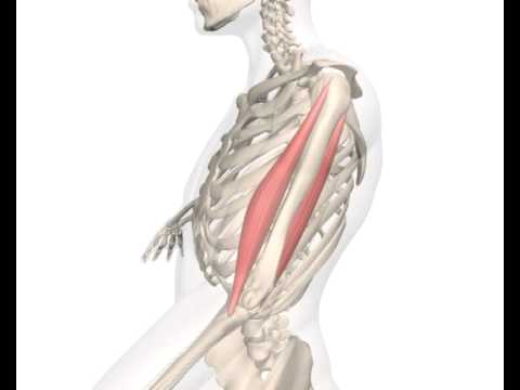 Muskelanatomie - Aufbau des Muskels - Skelettmuskulatur im Detail - Aktin, Myosin \u0026 Z-Scheiben