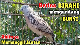 Perkutut Betina Memanggil JANTAN - Suara BIRAHI Mengundang Bunyi