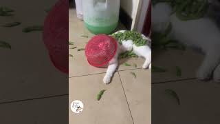 LOL, Crazy Funny Cats Moments Latest Funny Cats Shorts Videos Clips  EPS706