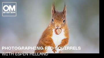 Photographing Red Squirrels with OM SYSTEM Ambassador Espen Helland