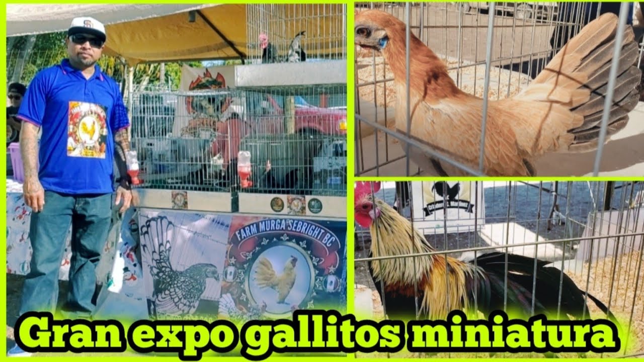GRAN EXPO GALLITOS MINIATURA #shortvideo #shorts #short - YouTube