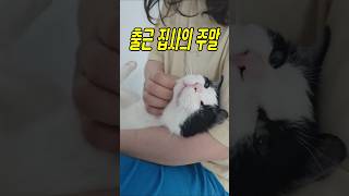 출근하는 집사가 주말이 기다려지는 이유