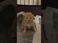 so cute #cat #cute #fyp #foryoupage #beranda