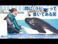 顔に「ラビー」って書いてある笑　It says “Lovey” on her face 【2020年8月3日　サブプールから　鴨川シーワールド　シャチパフォーマンス】Killer whale