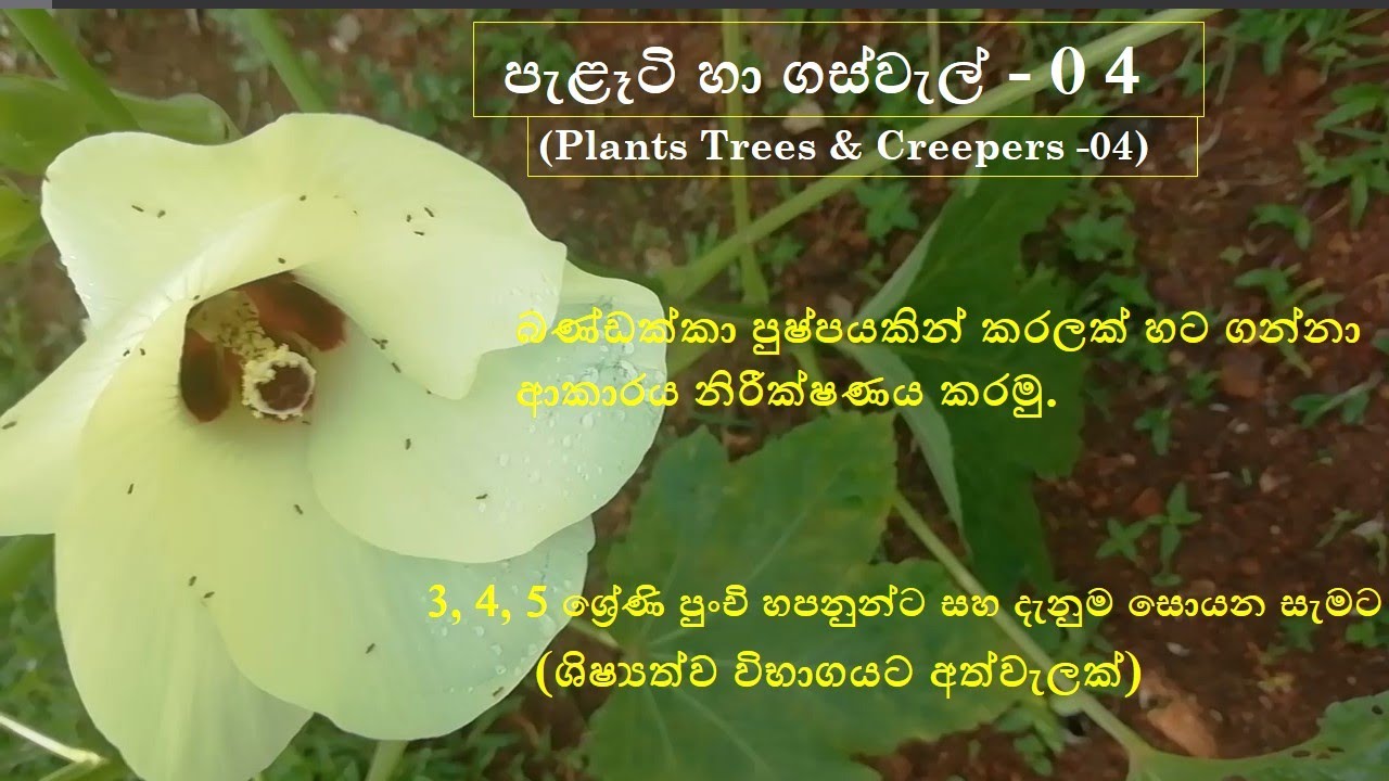 Plants & creepers -04 (පැළෑටි හා ගස්වැල් - 04)