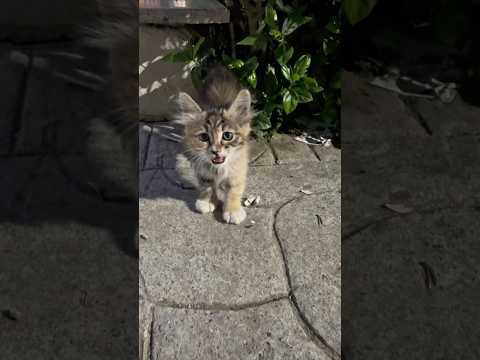 Yavru Kedi #kedi #park #kedisesi