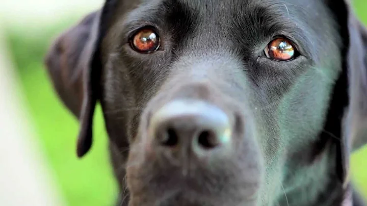 2012 Hero Dog Awards Tribute - Tatiana