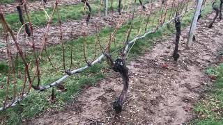 Animated thoughts on New Year's in a vineyard