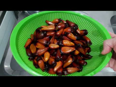 COMO COZINHAR PINHÃO
