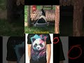 Funny Panda. T-SHIRT 👉@drigli