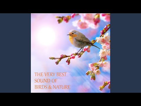 Meditative Windchimes With Birds In Scotland For Relaxing Meditative Windchimes With Birds In Scotland For Relaxing