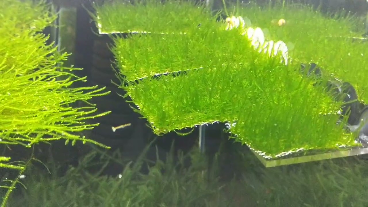 Mossların Kökleri Rizoid Nasıl Bir Yapıdır Bu videoda 😀