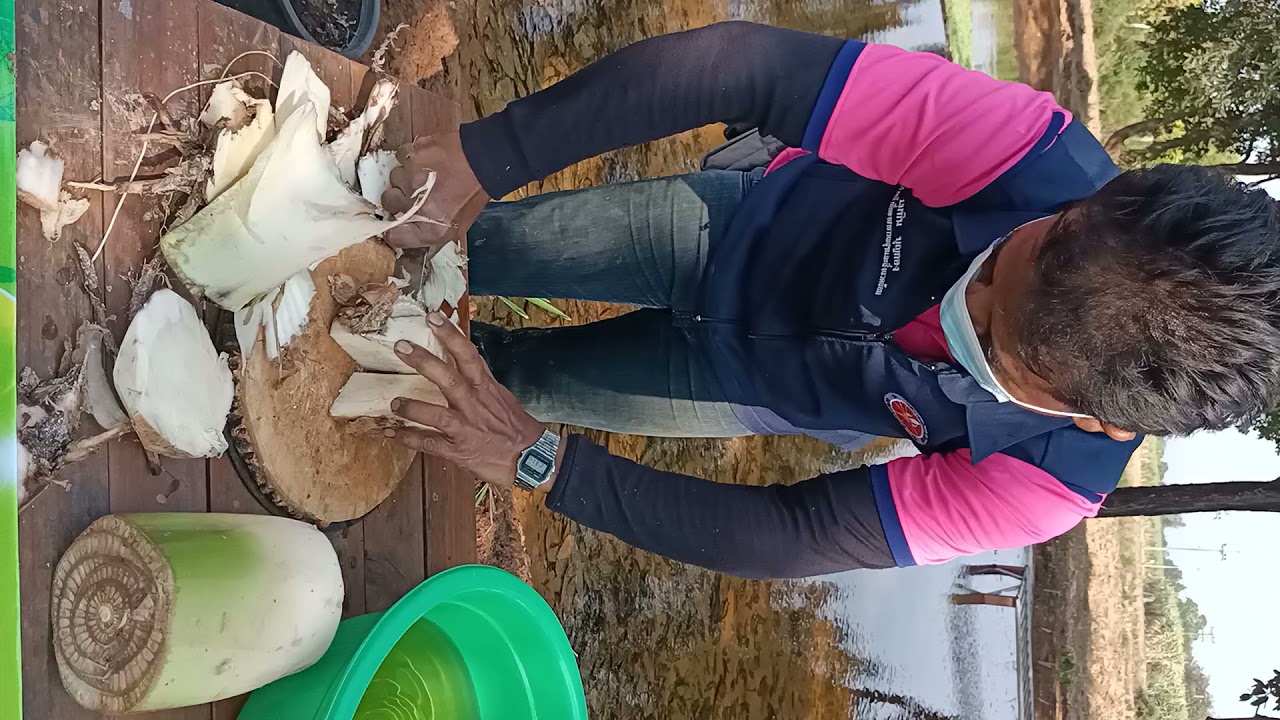 ขยายพันธุ์กล้วยด้วยการแยกตา