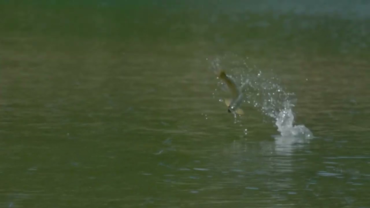Epic Fly Fishing Moment | Trout Catching Damsel Flies Out of the Air