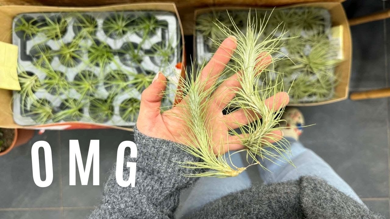 16 odmian oplątw oraz prawie same hoje = PRZEGLĄD DOSTAWY W BADYLACH 🫣🫣✨✨