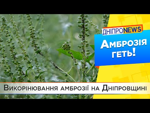 Боротьба з амброзією триває. У Дніпрі завершують перший етап опилювання