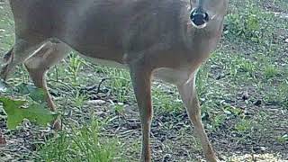 Skyscraper, 5 years of trail cam photos #bigbuck #deerhunting #trailcam #trailcamera by Jon Matlock 30 views 1 year ago 3 minutes, 14 seconds