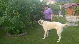 KANGAL KARABAS ve ARKADASLARI Usak Kalfa
