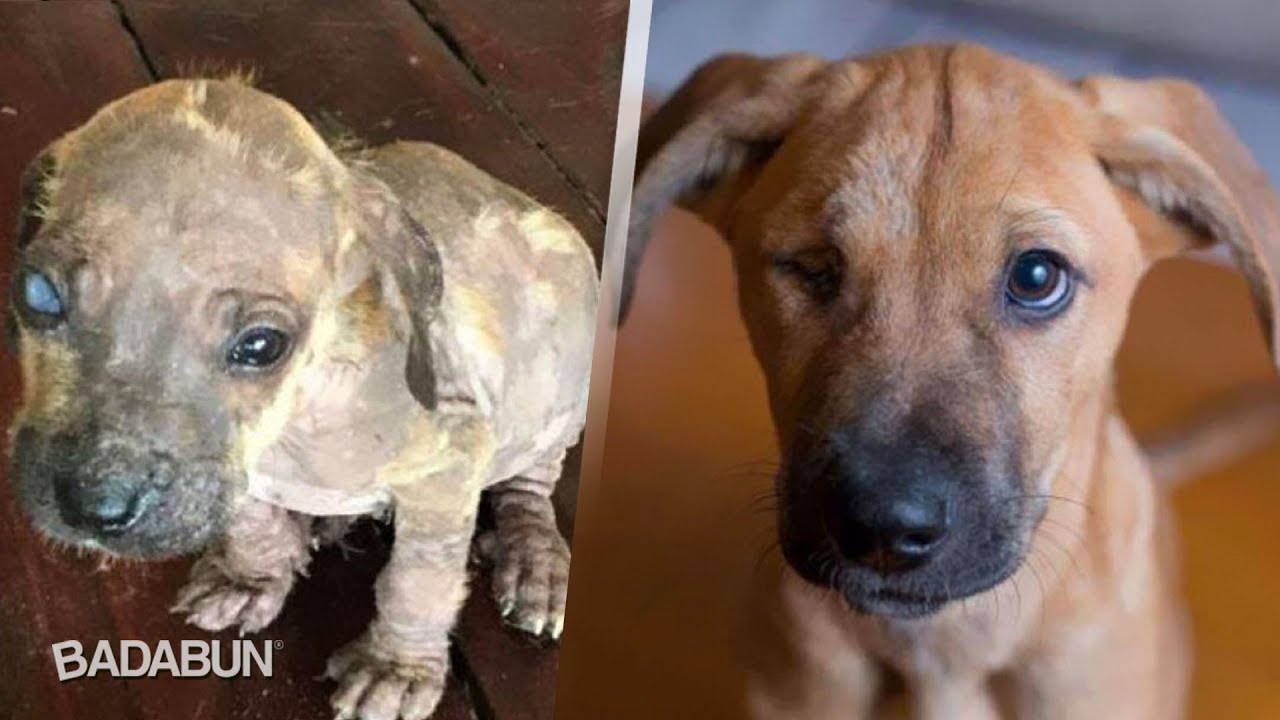 rescatistas argentina 6 Perritos antes y después de ser rescatados