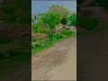 🌿 Shaidu Ka Khoobsurat Manzar | My Village ❤️ | LPB Ki Public #Shorts