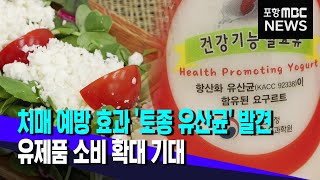 치매 예방 효과 '토종 유산균' 발견..유제품 소비 확…