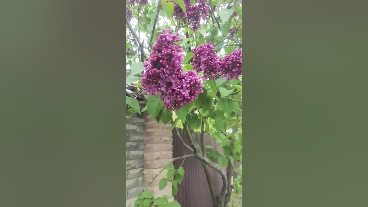 серень - YouTube