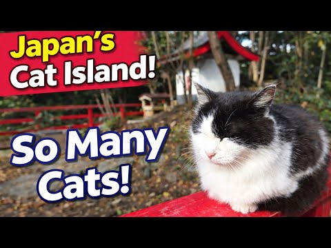Video POV: You’re on Japan’s Cat Island Surrounded by Cats