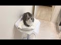 お風呂から上がると必ず洗面所で出待ちしてる猫がかわいすぎたw