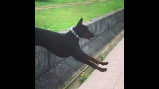 Doberman Pinscher A Security Dogs #youtubeshorts #youtube #ytshorts