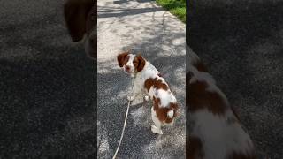 My Britany spaniel freaks out every time I make bee noises!! #puppy #funny #shortsfeed #drone