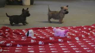 Cairn Terrier Puppies For Sale